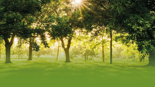 Friluftsliv: How to Love Your Summer by Embracing the Outdoors