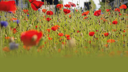 Stylish Rewilding: How To Add Colour To Your Garden