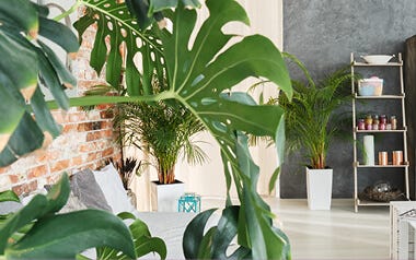 Nature Inspired: A Guide To Biophilic Design