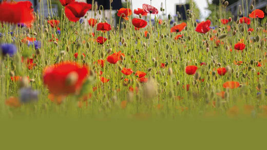 Stylish Rewilding: How To Add Colour To Your Garden