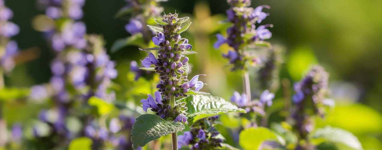 Patchouli Candles and Scents hero image