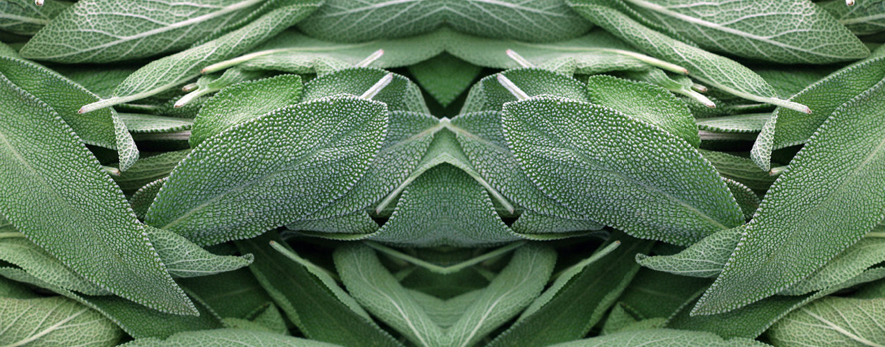 Sage candles and scents hero image